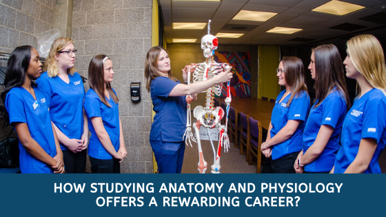 How Studying Anatomy and Physiology Offers a Rewarding Career?
