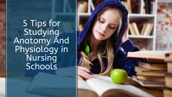 5 Tips for Studying Anatomy And Physiology in Nursing Schools