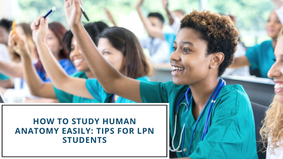 How To Study Human Anatomy Easily: Tips For LPN Students