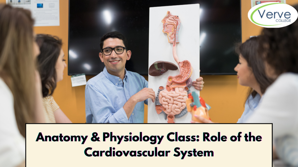 Anatomy & Physiology Class Role of the Cardiovascular System