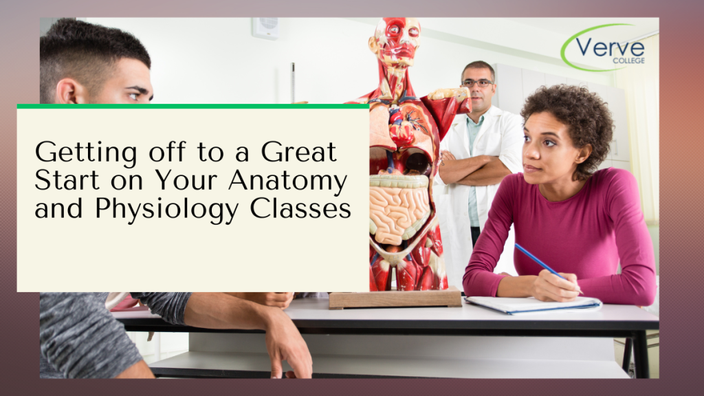 Anatomy and Physiology Classes: Tips For a Strong Start