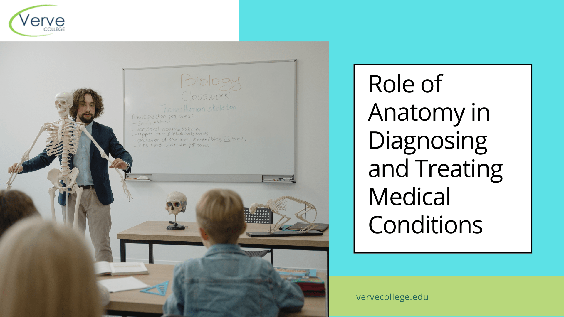 Role of Anatomy in Diagnosing and Treating Medical Conditions
