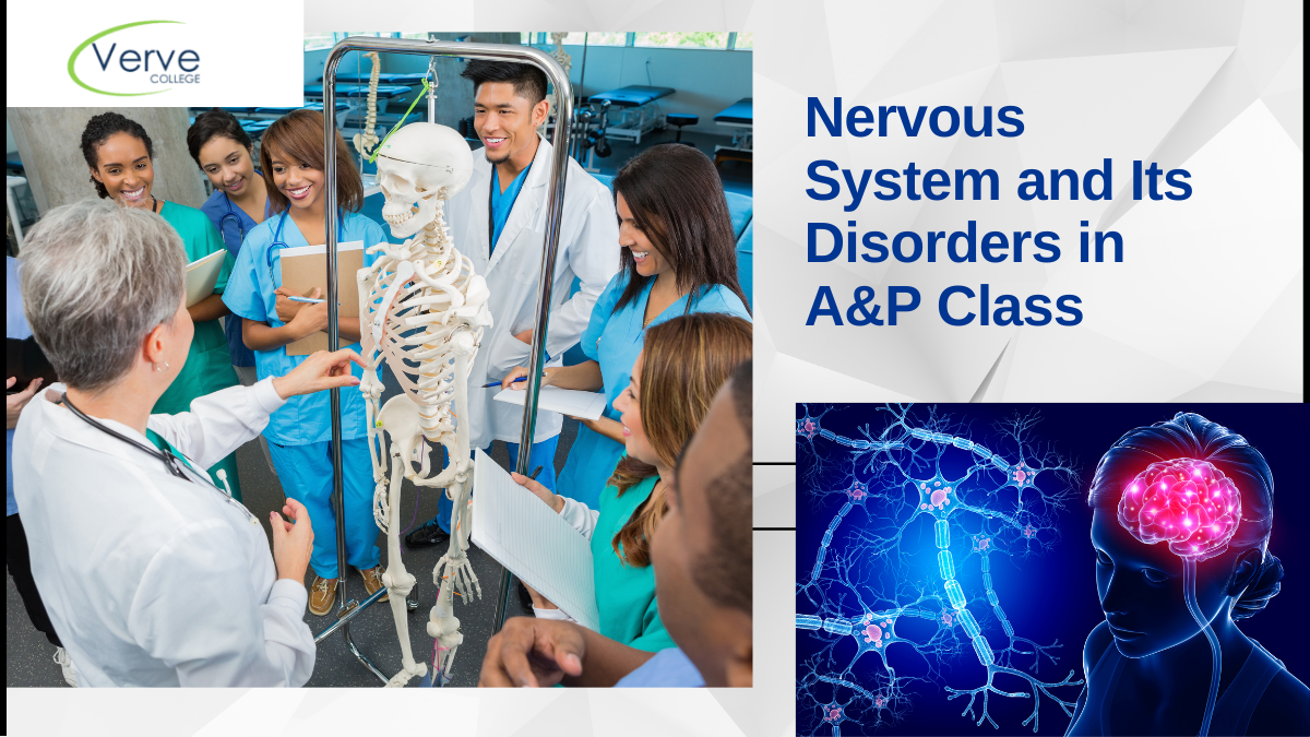 Understanding the Nervous System and Its Disorders in A&P Class
