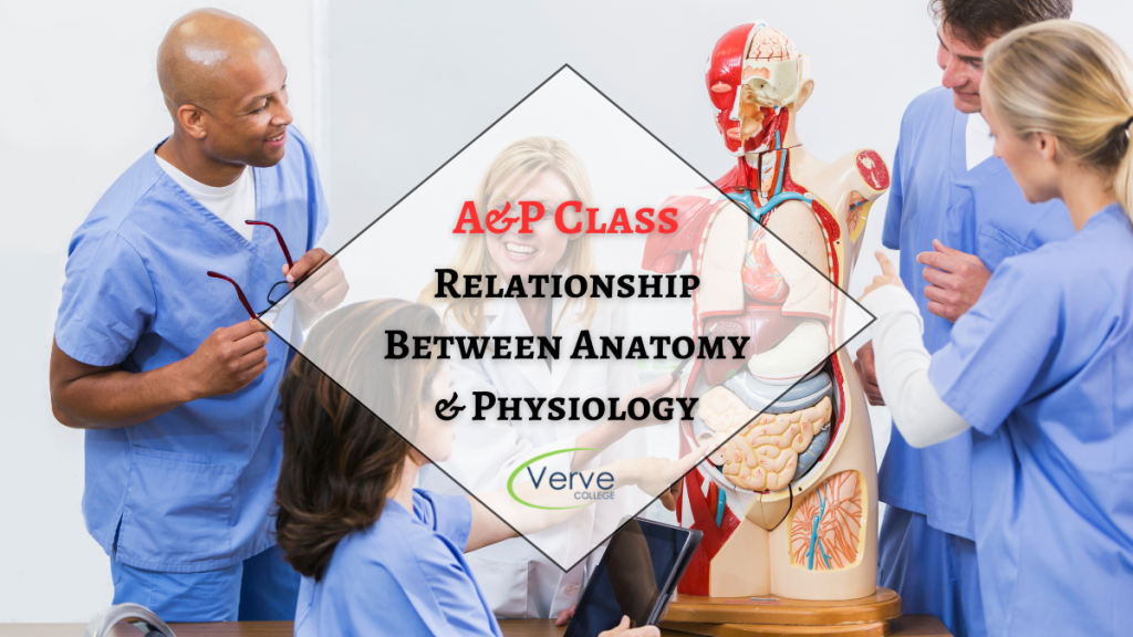 Relationship Between Anatomy & Physiology in A&P Class