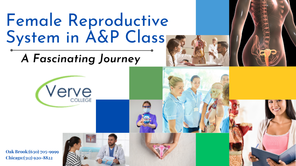 Exploring the Female Reproductive System in A&P Class A Fascinating Journey