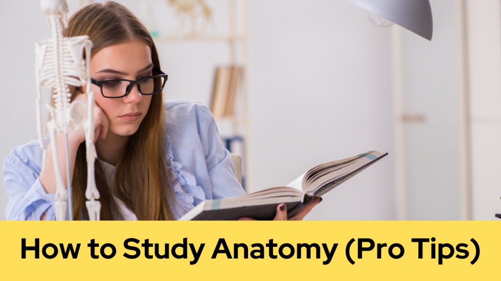 How to Study Anatomy (Pro Tips)