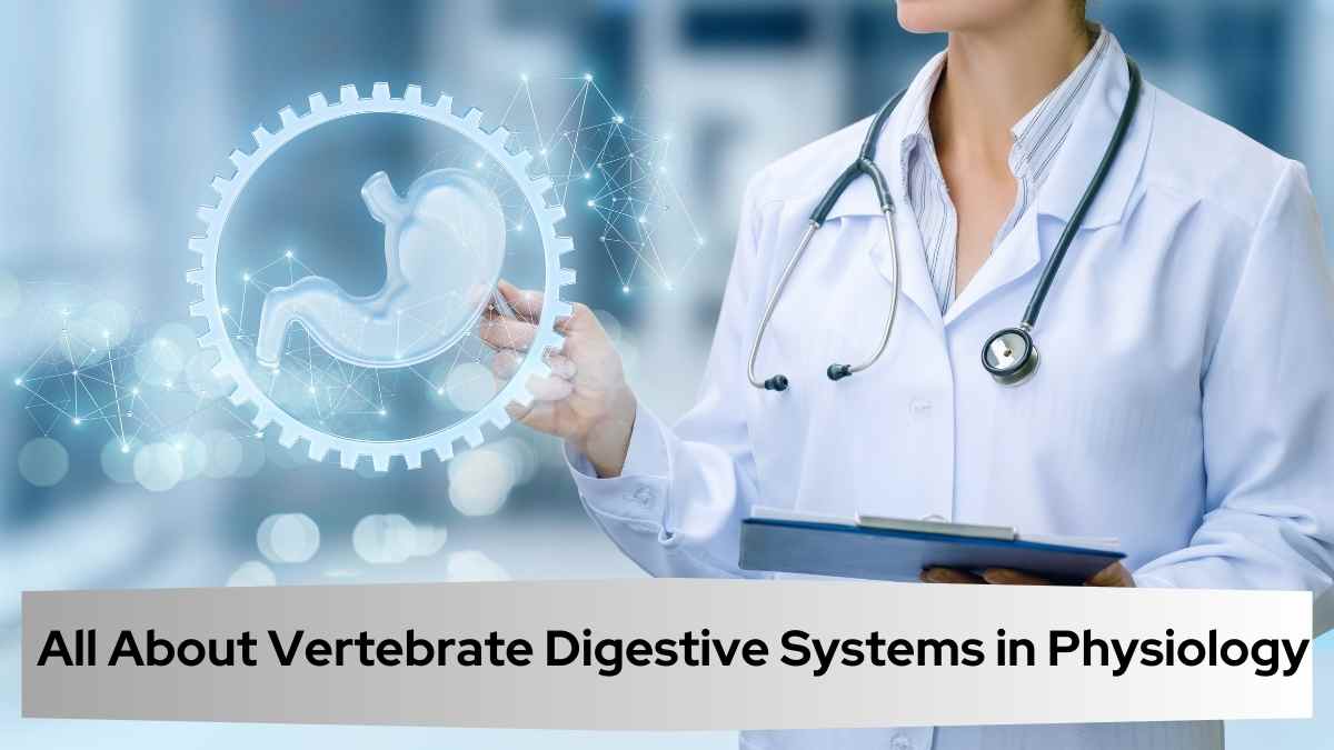 All About Vertebrate Digestive Systems in Physiology   