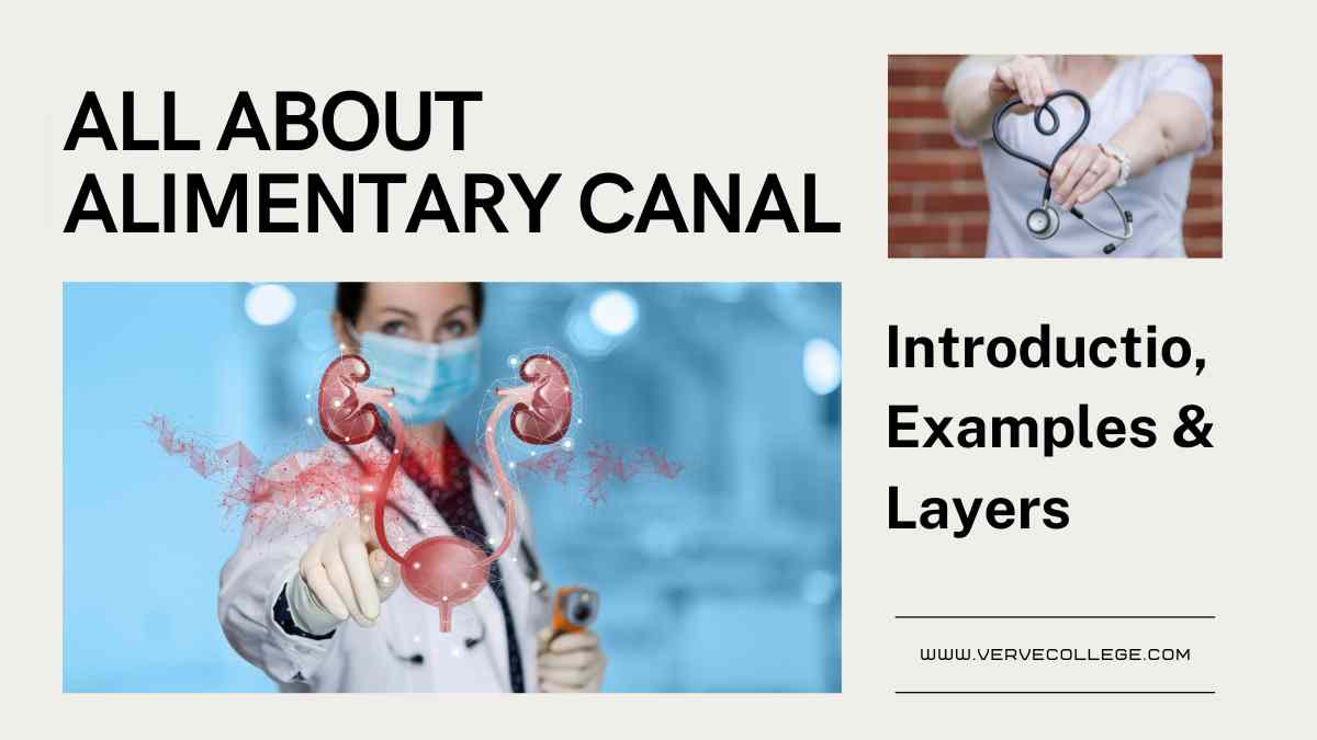 Alimentary Canal: Introduction, Examples & Layers