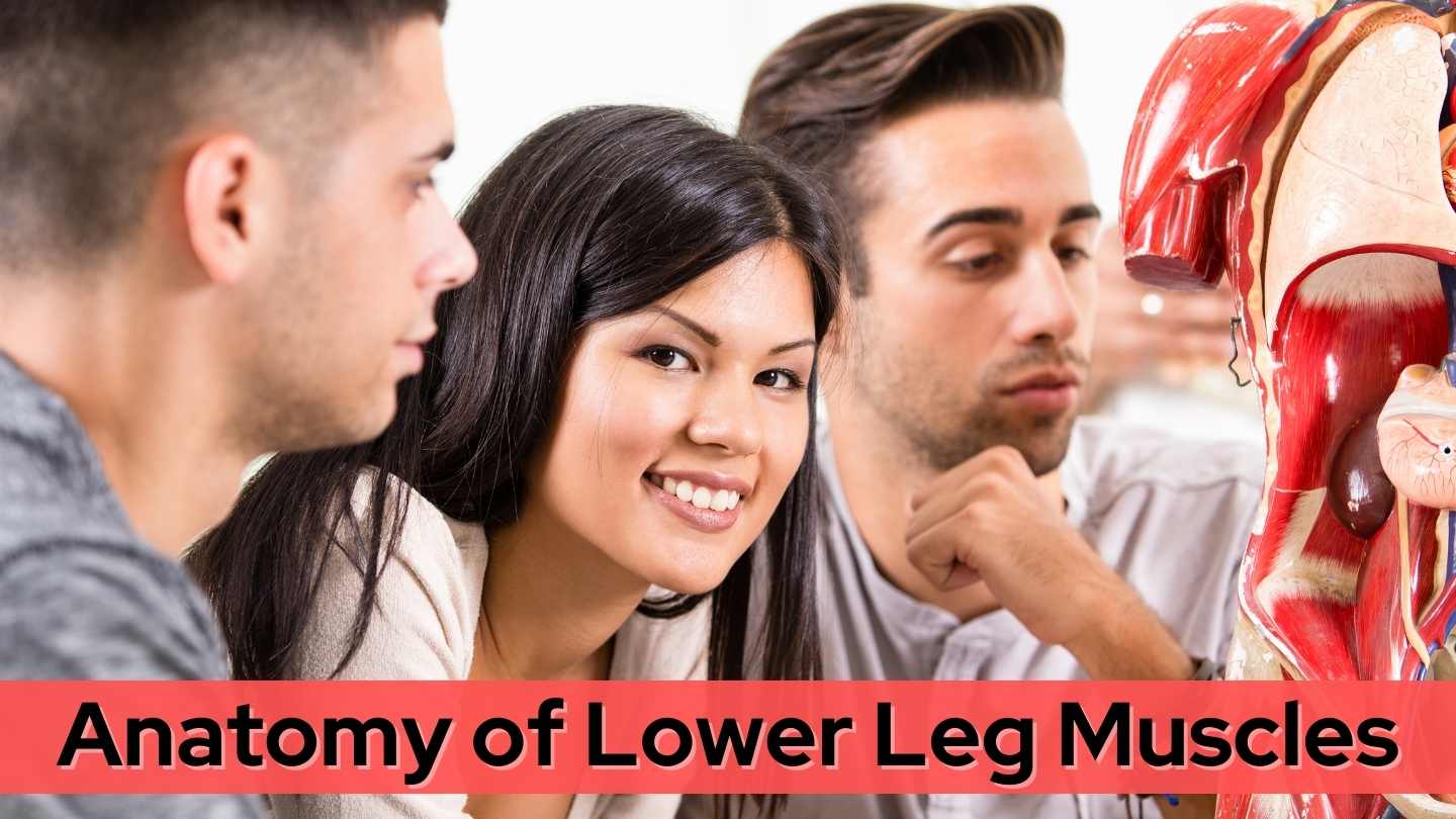 Anatomy of Lower Leg Muscles- A&P Class Overview