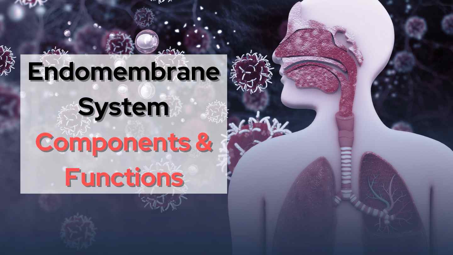 Endomembrane System: Components & Functions