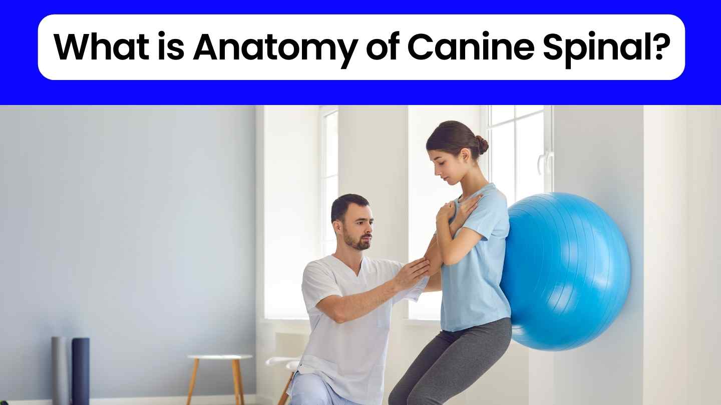 What is the Anatomy of Canine Spinal?