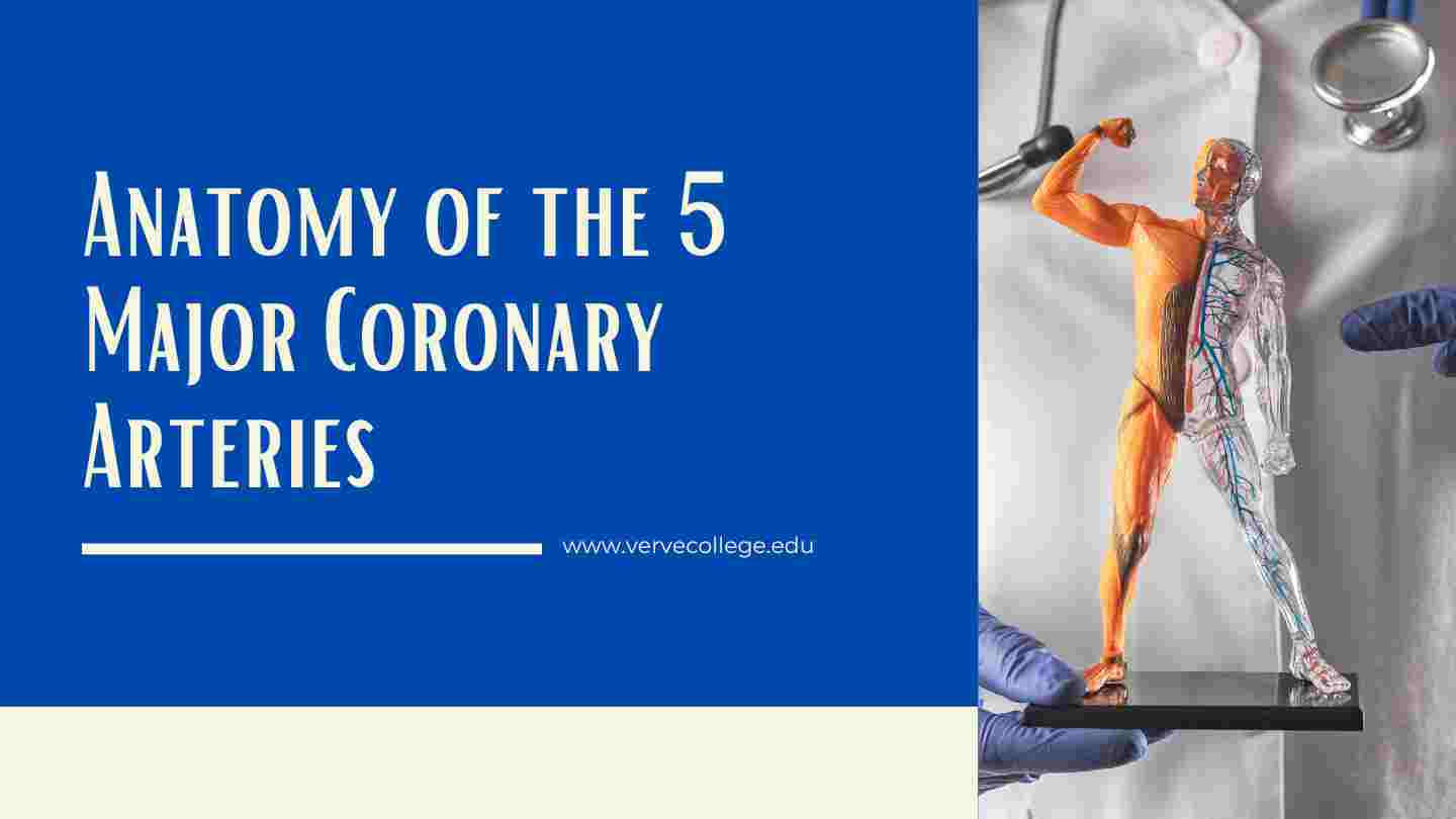 Anatomy of the 5 Major Coronary Arteries