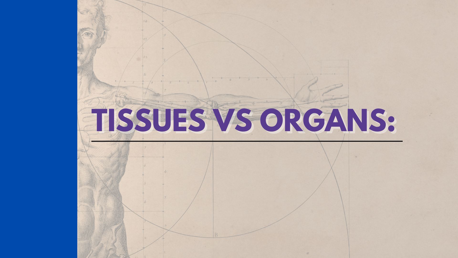 Tissues Vs Organs: Understanding Their Differences