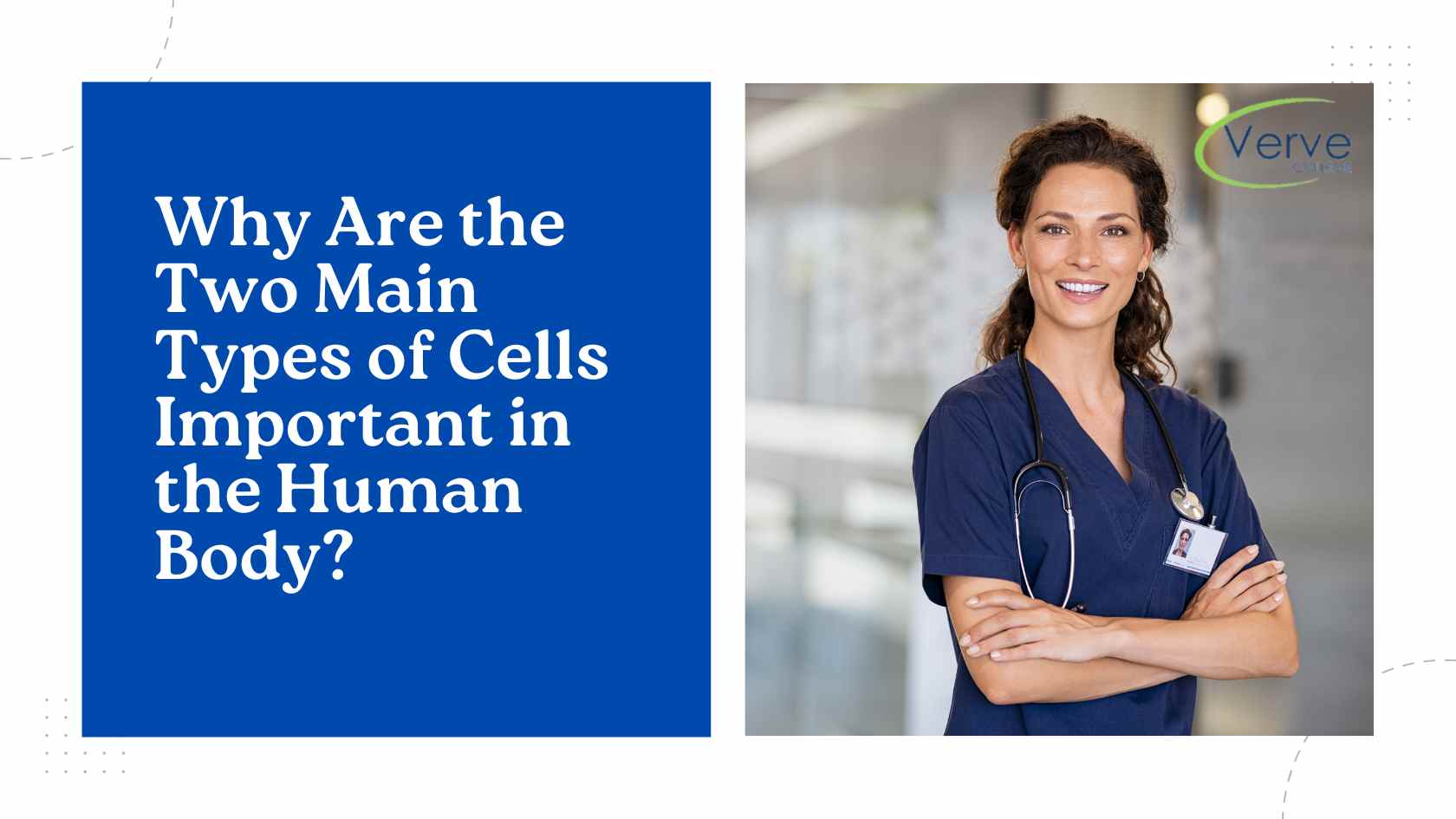 Why Are the Two Main Types of Cells Important in the Human Body?
