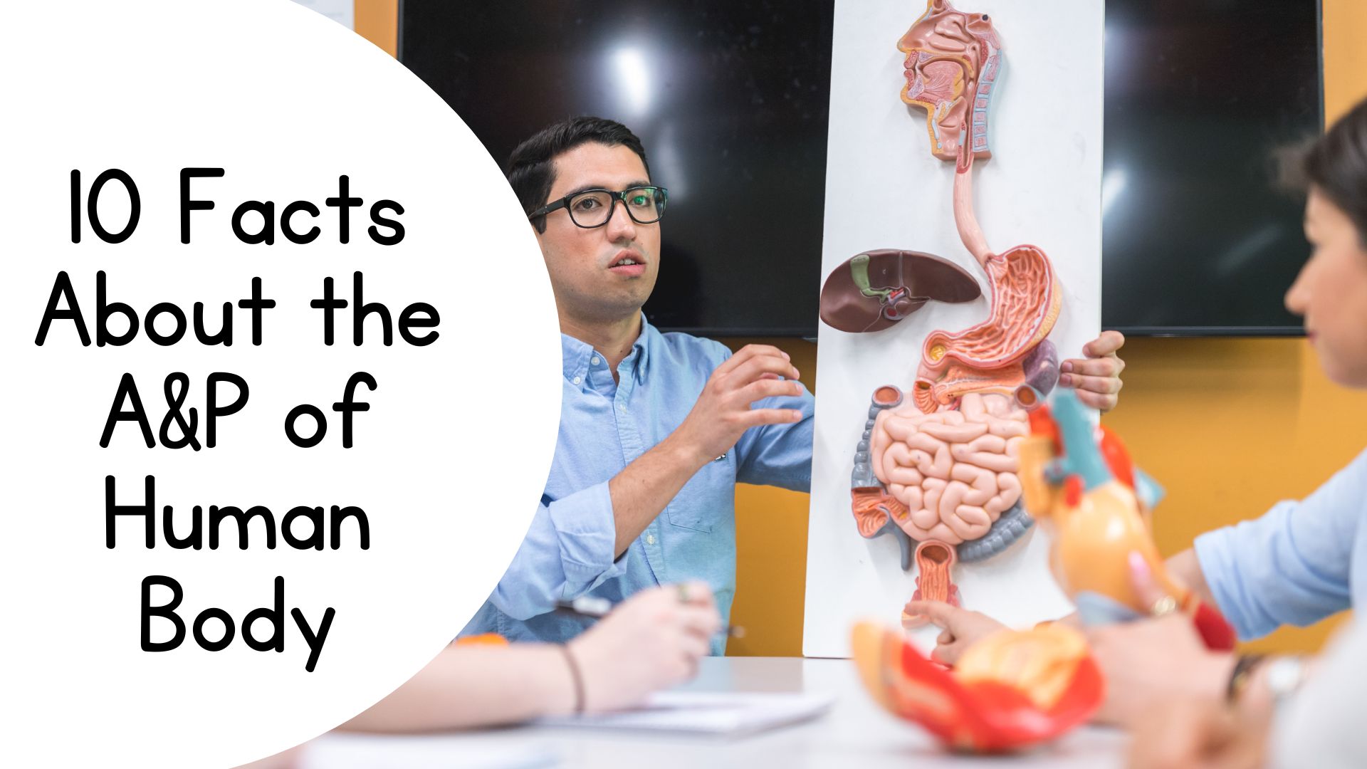 10 Facts About the Anatomy and Physiology of Human Body