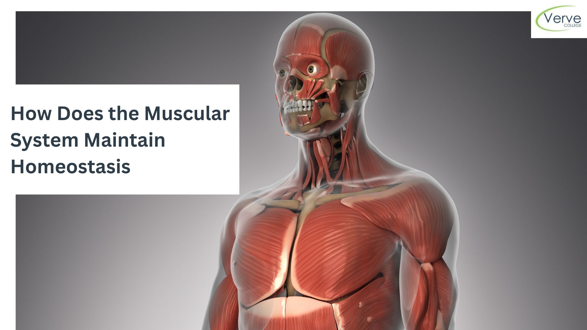 How Does the Muscular System Maintain Homeostasis?