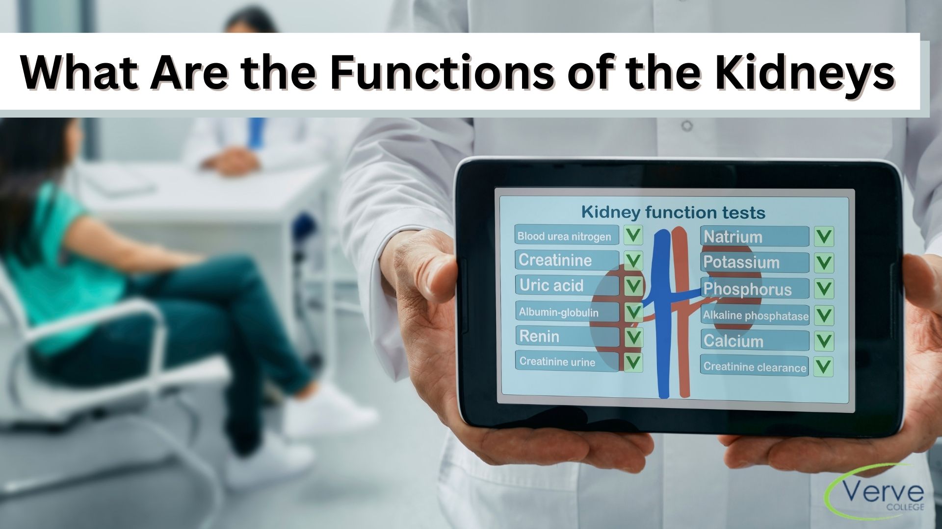 8 Main Functions of the Kidneys in Human Anatomy
