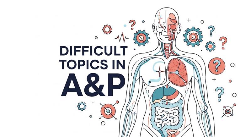 Most Difficult Topics in Anatomy and Physiology (Explained Simply)
