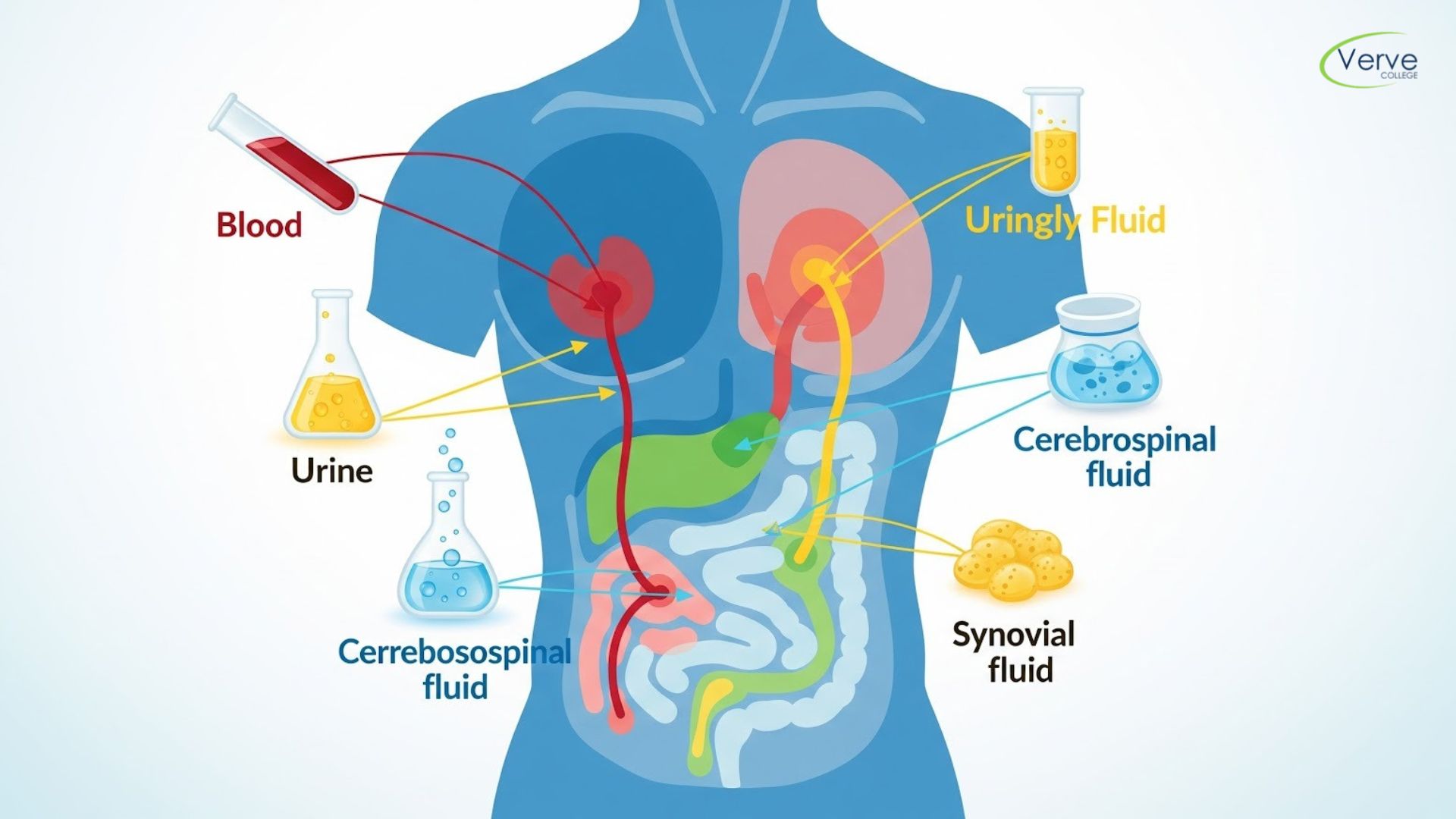 Types of Body Fluids: A Guide for Nursing Students
