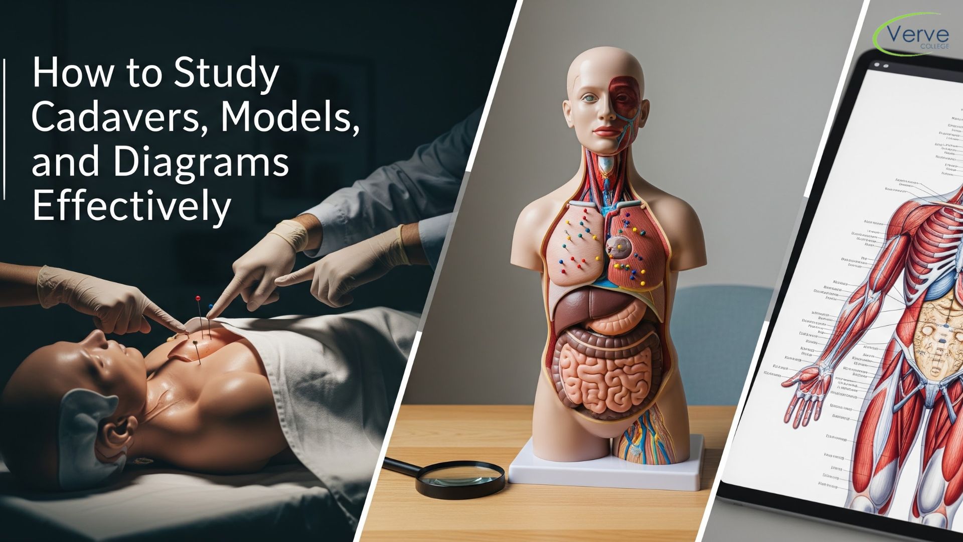 How to Study Cadavers, Models, and Diagrams Effectively?
