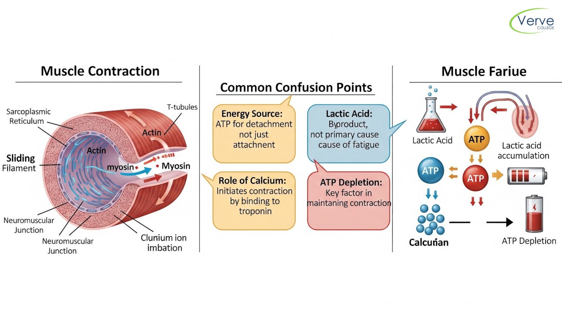 Muscle Fatigue & Contraction: Why It Confuses Students