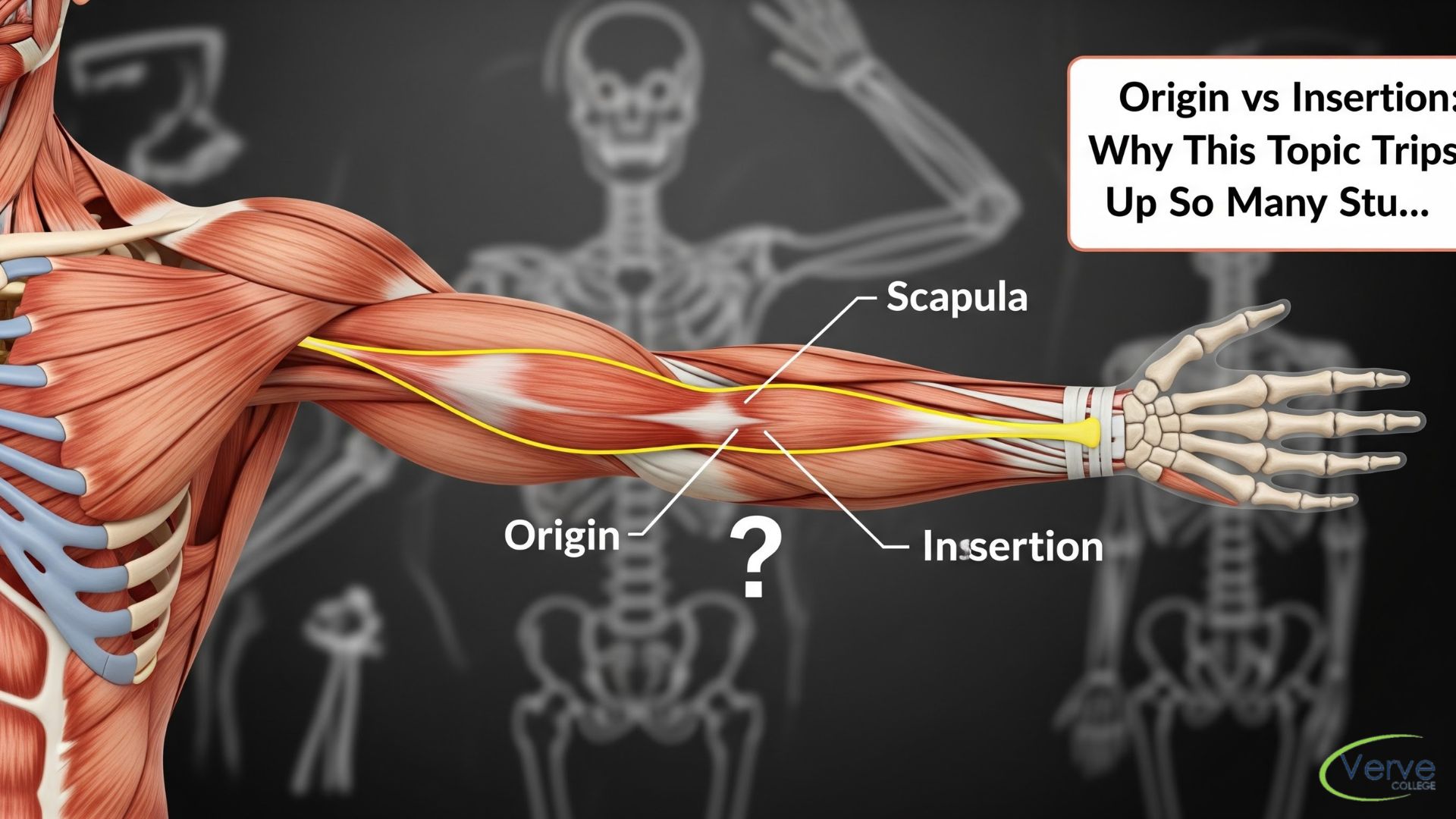 Origin vs Insertion: Why This Topic Trips Up So Many Students