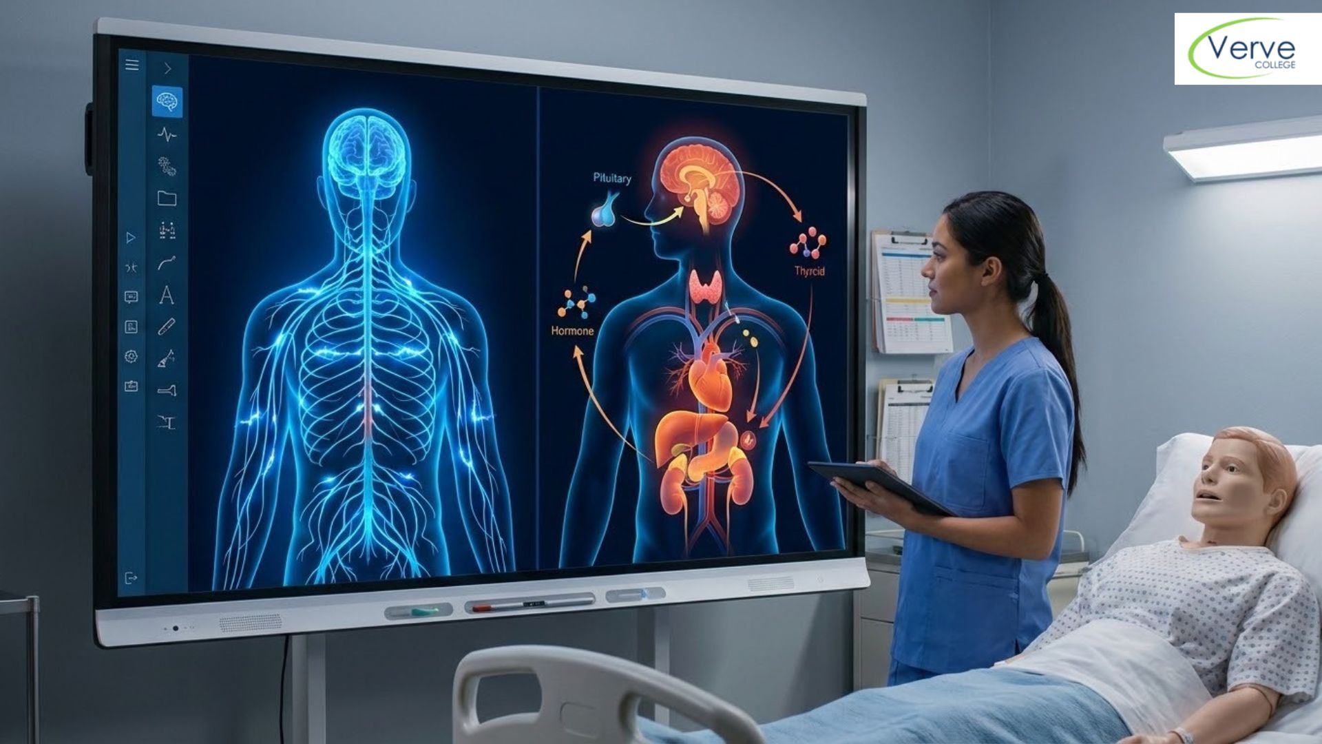 Nervous System vs Endocrine System: Who Controls What in Your Body?